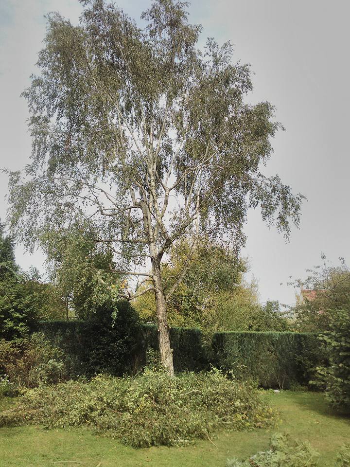 elagage abattage coulommiers